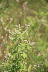 Mentha longifolia