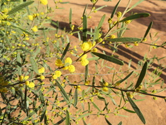 Acacia verniciflua