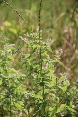 Mentha longifolia