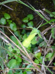 Codonopsis kawakamii