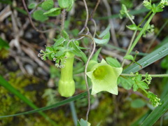Codonopsis kawakamii