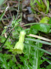 Codonopsis kawakamii