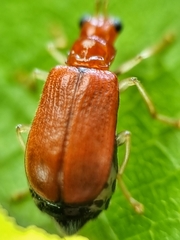 Hoplosaenidea