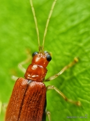 Hoplosaenidea