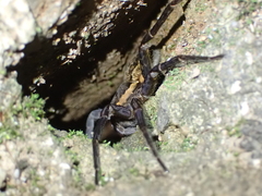 Dolomedes briangreenei