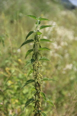 Urtica dioica