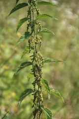 Urtica dioica