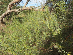 Acacia verniciflua