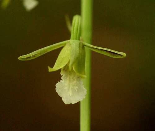 Eulophia norlindhii (Eulophia norlindhii)