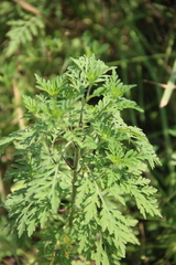 Ambrosia artemisiifolia