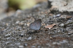 Curetis santana