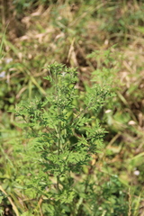 Ambrosia artemisiifolia