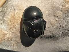 Trypocopris pyrenaeus splendens