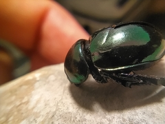 Trypocopris pyrenaeus splendens