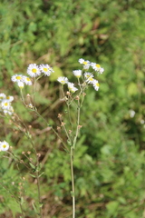 Erigeron annuus