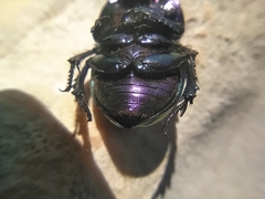 Trypocopris pyrenaeus splendens