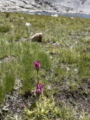 Castilleja lemmonii