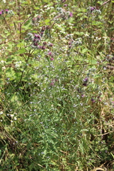 Verbena officinalis