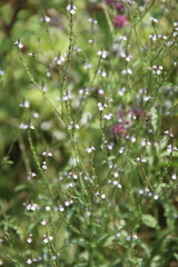 Verbena officinalis