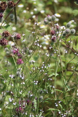 Verbena officinalis