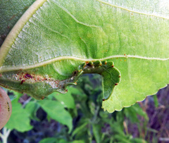 Phyllocnistis unipunctella