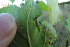 Phyllocnistis unipunctella