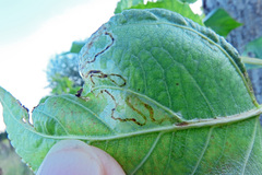 Phyllocnistis unipunctella