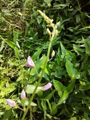 Desmodium canescens