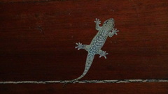 Geckolepis