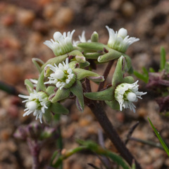 Eustegia minuta