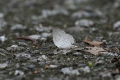 Curetis santana