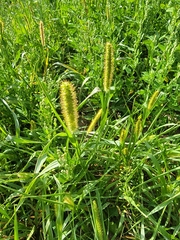 Setaria pumila