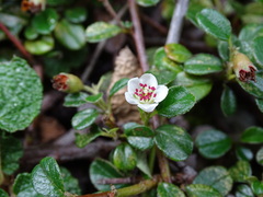 Cotoneaster morrisonensis