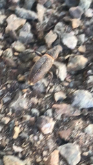 Brachyderes lusitanicus