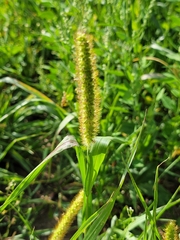 Setaria pumila