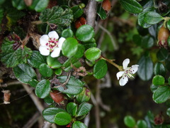 Cotoneaster morrisonensis