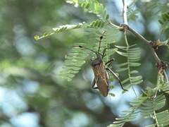 Pachylis neocalifornicus