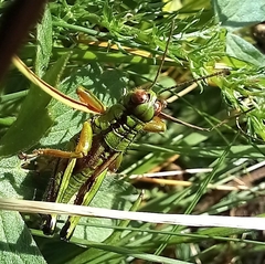 Miramella carinthiaca