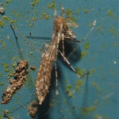 Empicoris errabundus