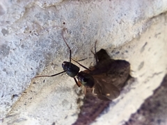 Camponotus