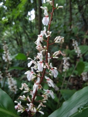 Alpinia intermedia