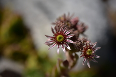 Sempervivum marmoreum