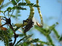 Pachylis neocalifornicus