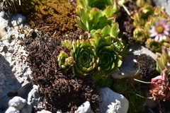 Sempervivum marmoreum