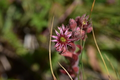 Sempervivum marmoreum