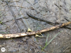 Gerronema subclavatum