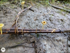 Gerronema subclavatum