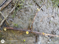 Gerronema subclavatum