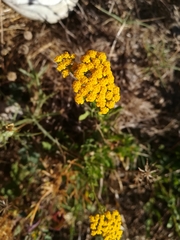 Achillea ageratum