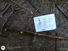 Gerronema subclavatum